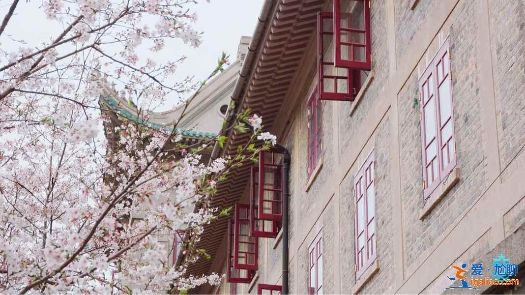 2019武漢大學(xué)櫻花什么時候開？2019武漢大學(xué)櫻花怎么看？2019武漢大學(xué)賞櫻攻略？
