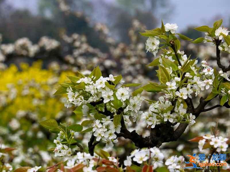重慶周末賞花攻略，重慶周末賞花好去處，重慶賞花推薦？