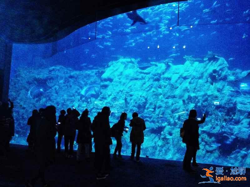 香港海洋公園怎么玩？香港海洋公園游玩攻略，香港海洋公園游玩指南？？