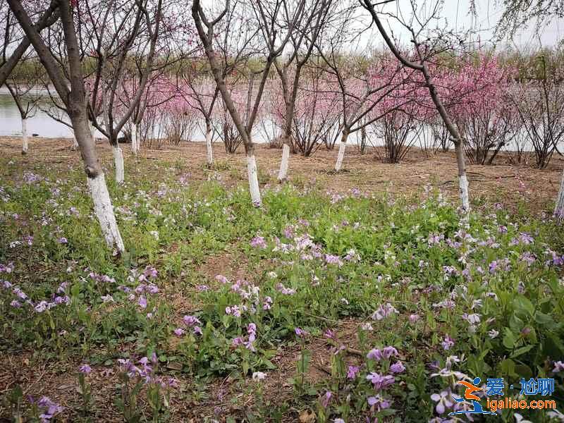 天津踏青好去處，天津踏青游玩推薦，天津踏青攻略？