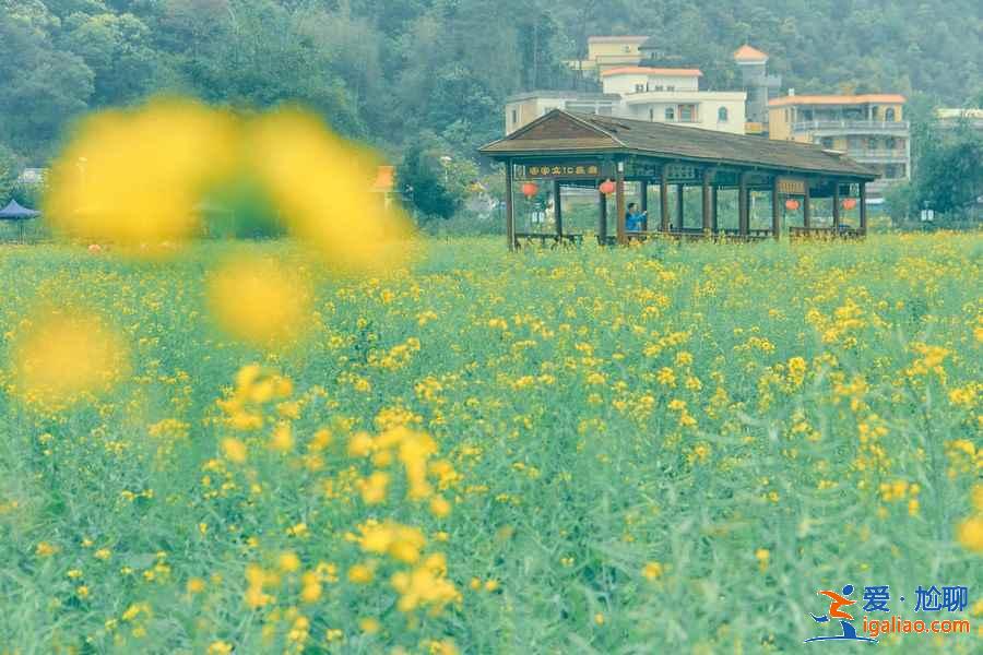 周末西安哪里可以賞花，周末西安賞花好去處，周末西安賞花攻略？