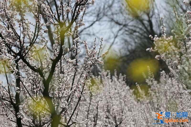 周末西安哪里可以賞花，周末西安賞花好去處，周末西安賞花攻略？