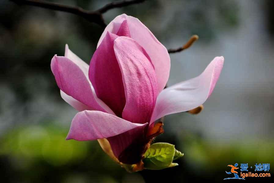 周末西安哪里可以賞花，周末西安賞花好去處，周末西安賞花攻略？