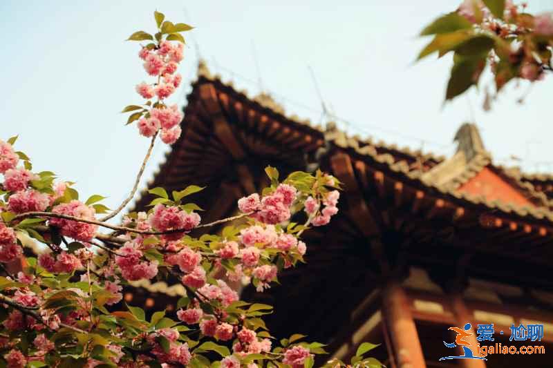 周末西安哪里可以賞花，周末西安賞花好去處，周末西安賞花攻略？