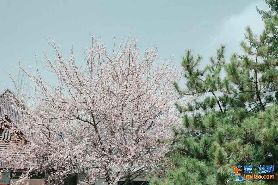 西寧熱門景點(diǎn)有哪些，西寧熱門景點(diǎn)值得去嗎，西寧熱門景點(diǎn)攻略？