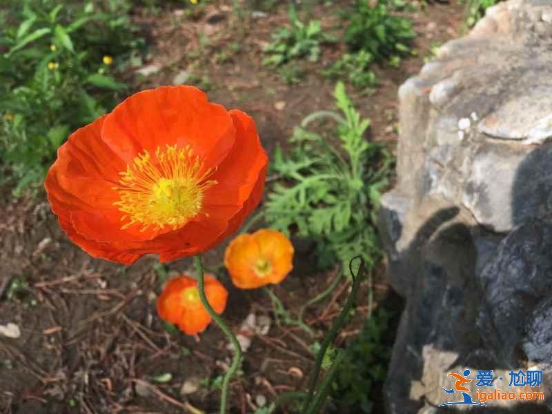 北京周末賞花好去處，北京周末賞花攻略，北京去哪兒賞花？