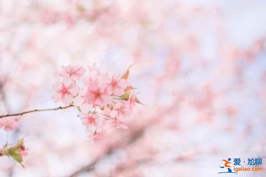 2019年?yáng)|京賞櫻去哪好，2019年?yáng)|京賞櫻地點(diǎn)推薦，2019年?yáng)|京賞櫻攻略？