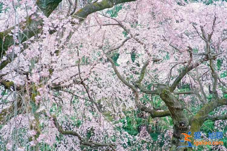 2019年?yáng)|京賞櫻去哪好，2019年?yáng)|京賞櫻地點(diǎn)推薦，2019年?yáng)|京賞櫻攻略？