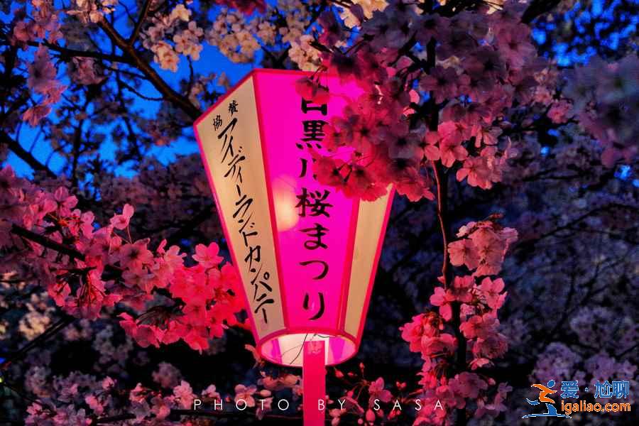 2019年?yáng)|京賞櫻去哪好，2019年?yáng)|京賞櫻地點(diǎn)推薦，2019年?yáng)|京賞櫻攻略？