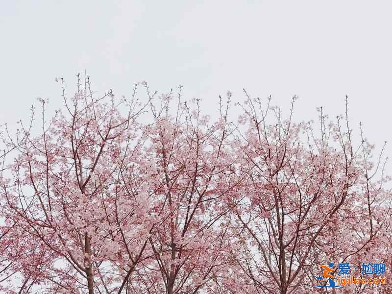 北京周末賞花好去處，北京周末賞花攻略，北京去哪兒賞花？