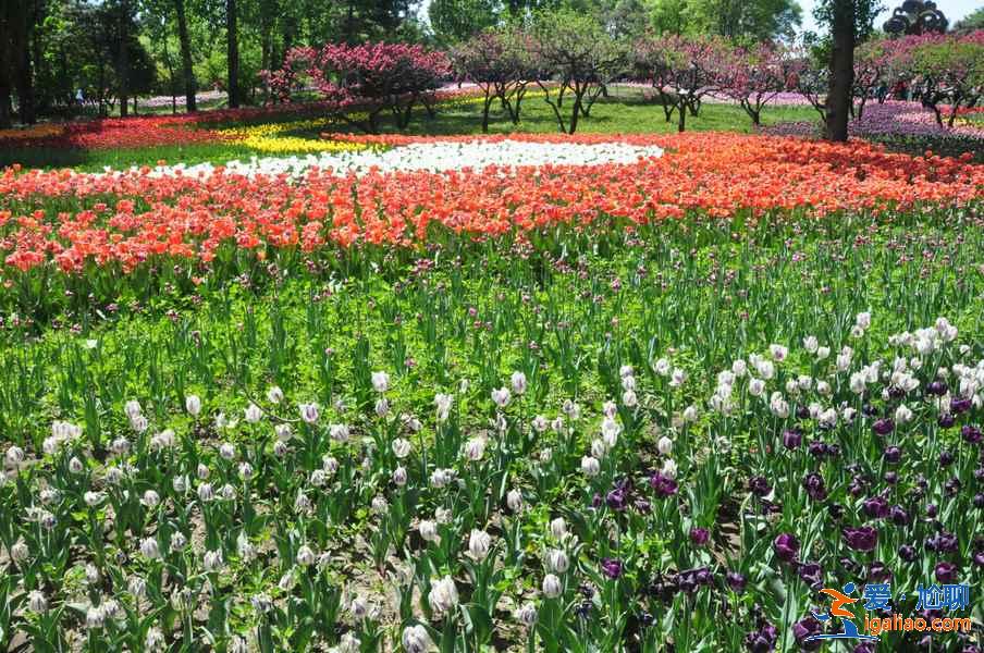 北京周末賞花好去處，北京周末賞花攻略，北京去哪兒賞花？