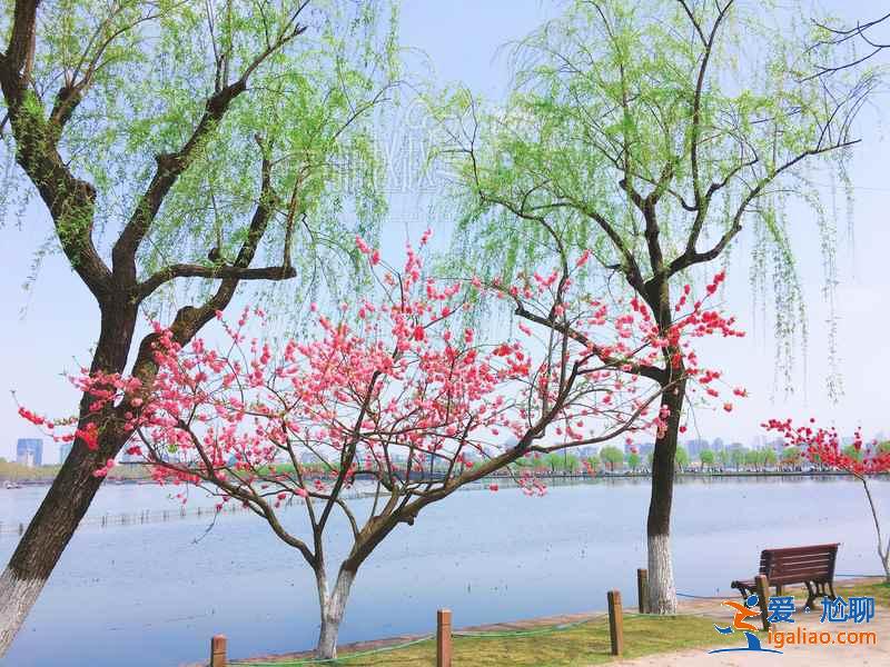 杭州哪里適合和閨蜜賞花，和閨蜜去杭州哪里賞花，杭州賞花好去處？