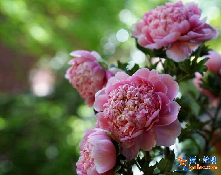 杭州哪里適合和閨蜜賞花，和閨蜜去杭州哪里賞花，杭州賞花好去處？