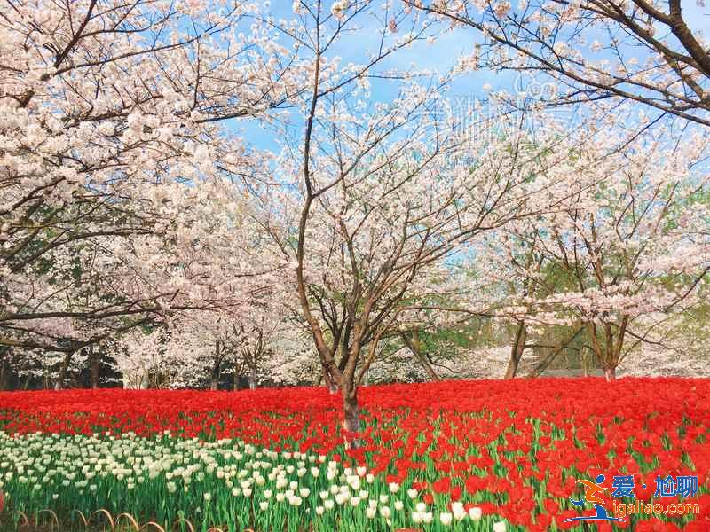 杭州哪里適合和閨蜜賞花，和閨蜜去杭州哪里賞花，杭州賞花好去處？