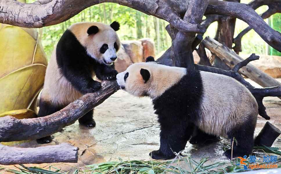 廣州長隆旅游度假區(qū)親子游攻略、帶孩子去廣州長隆旅游度假區(qū)怎么玩？