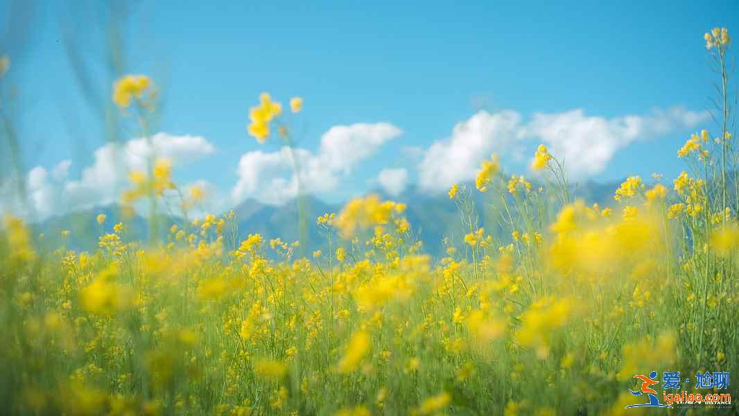 青海湖一日游去哪里，青海湖一日游怎么玩，青海湖一日游攻略？