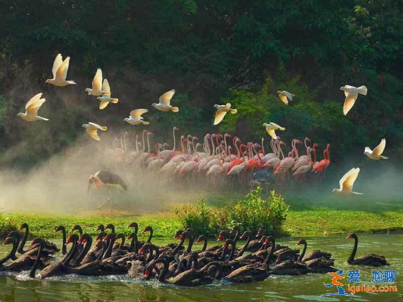 廣州長隆旅游度假區(qū)三天怎么玩、廣州長隆旅游度假區(qū)三日游攻略？