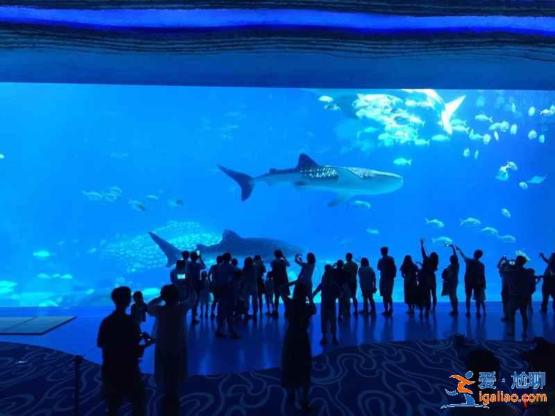 珠海長隆鯨鯊館夜宿攻略，珠海長隆鯨鯊館夜宿需要注意什么？