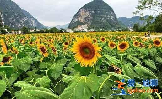 【南寧上林向日葵】上林葵花什么時(shí)候開，上林向日葵在哪里？