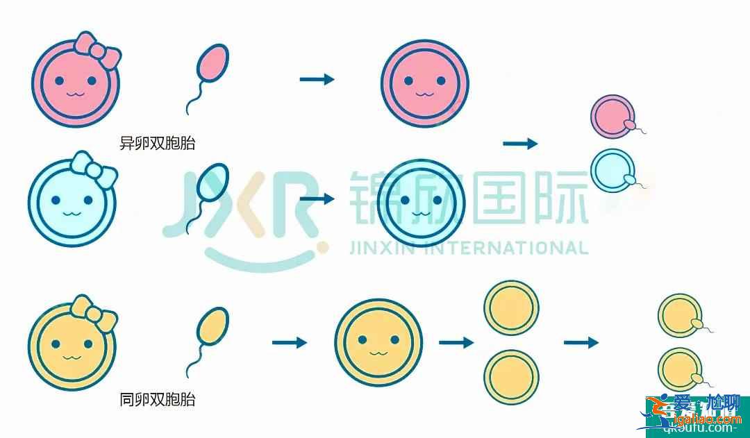 試管專家告訴你：如何懷雙胞胎，你懷雙胎的幾率高嗎？？