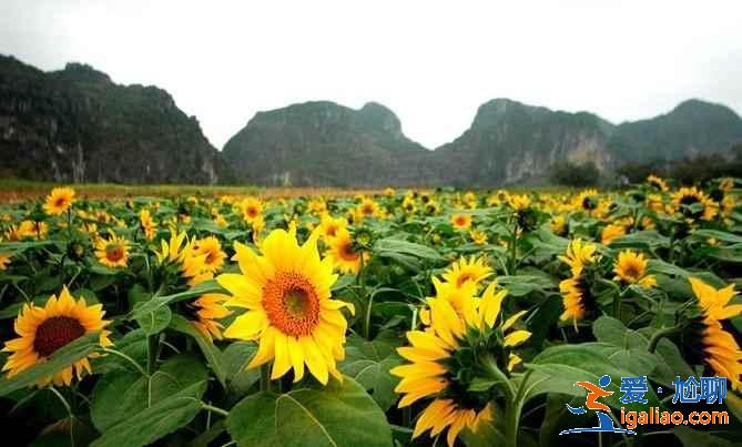 【南寧上林向日葵】上林葵花什么時(shí)候開，上林向日葵在哪里？