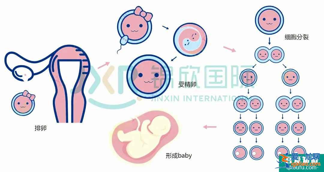 試管專家告訴你：如何懷雙胞胎，你懷雙胎的幾率高嗎？？