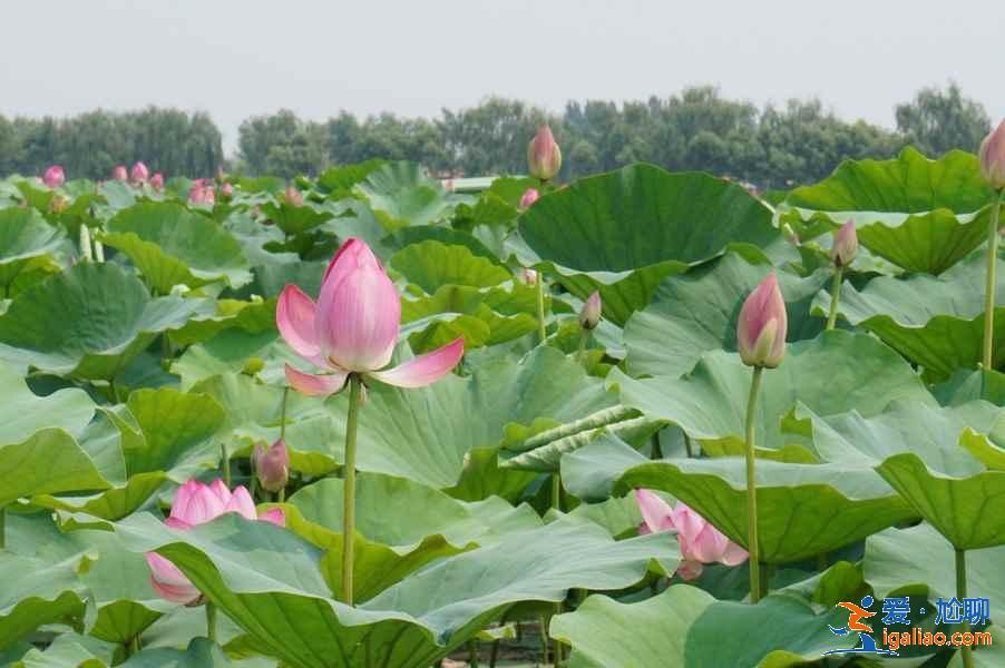 白洋淀哪個(gè)景點(diǎn)好玩，白洋淀一日游必去景點(diǎn)，白洋淀一日游攻略？