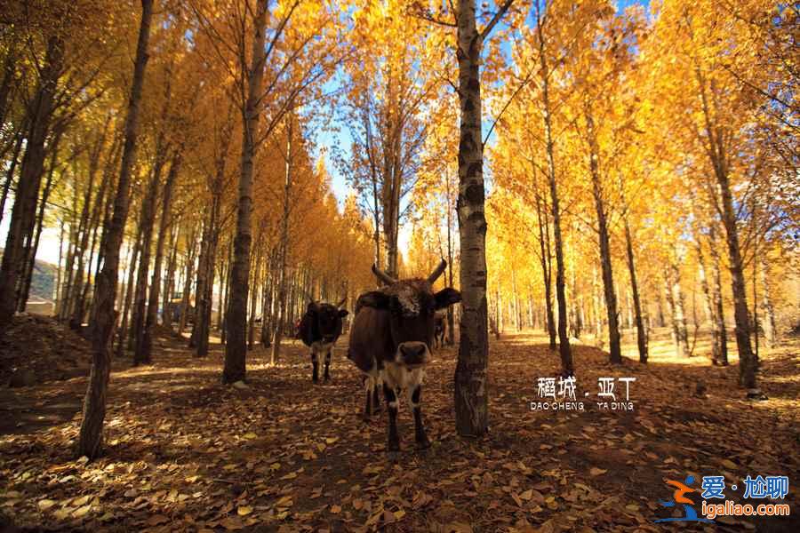 【十一旅游哪里人少】2018十一旅游景好人少的地方？