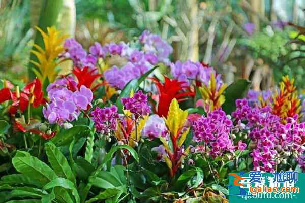 上海植物園自2022年1月1日起免大門票 附開(kāi)放時(shí)間？