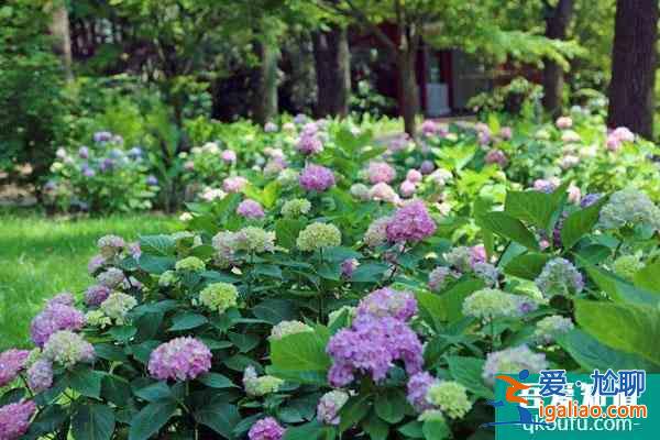 上海植物園自2022年1月1日起免大門票 附開(kāi)放時(shí)間？