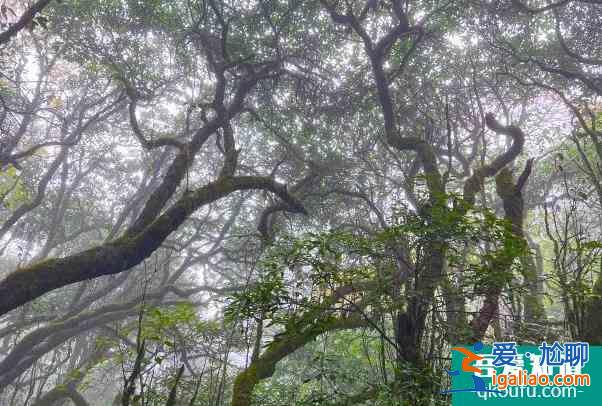 因雨雪天氣影響桂林貓兒山景區(qū)暫停對外開放？