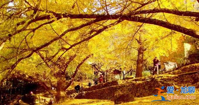 2018秋天去哪看銀杏？全國(guó)賞銀杏的地方推薦？