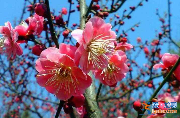 2018青島清明節(jié)去哪玩，2018清明節(jié)去青島哪里玩？