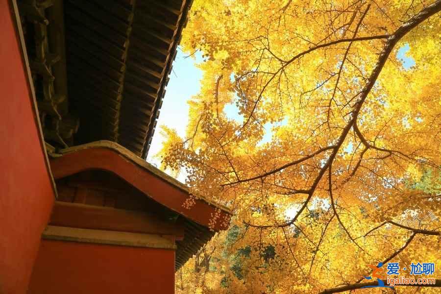 北京黃黃的銀杏葉觀賞指南，這些小眾地方你肯定不知道？