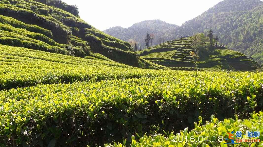 神奇的北緯30°，貫穿了中國著名的9大名茶？