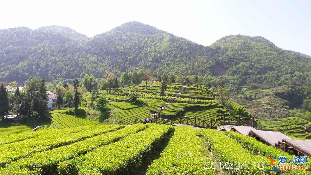 神奇的北緯30°，貫穿了中國著名的9大名茶？