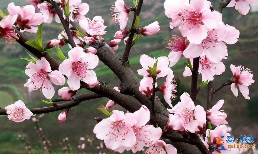 濟(jì)寧到泗水桃花節(jié)怎么走，濟(jì)寧到泗水桃花節(jié)班車(chē)—時(shí)刻表？