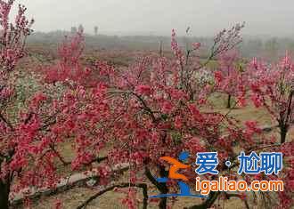 濟(jì)寧到泗水桃花節(jié)怎么走，濟(jì)寧到泗水桃花節(jié)班車(chē)—時(shí)刻表？