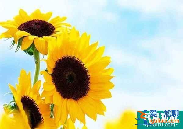 40歲+的高齡女性去泰國(guó)做試管嬰兒，成功率高不高？？