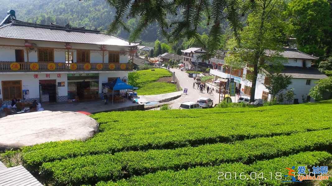神奇的北緯30°，貫穿了中國著名的9大名茶？