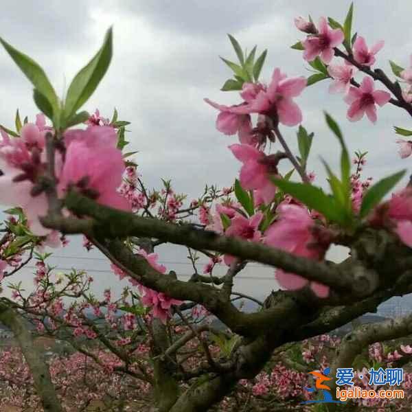 龍泉桃花溝在哪，龍泉桃花溝怎么去？