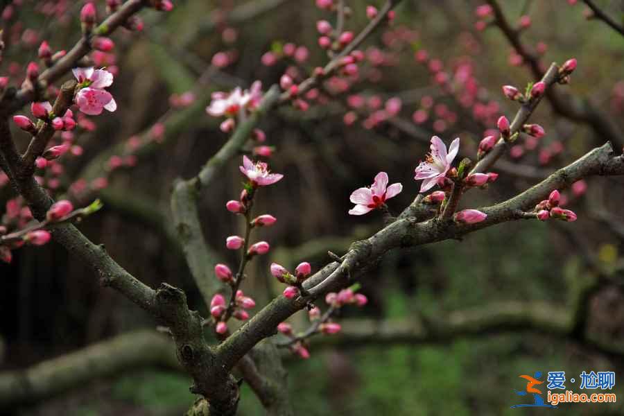 龍泉桃花溝在哪，龍泉桃花溝怎么去？
