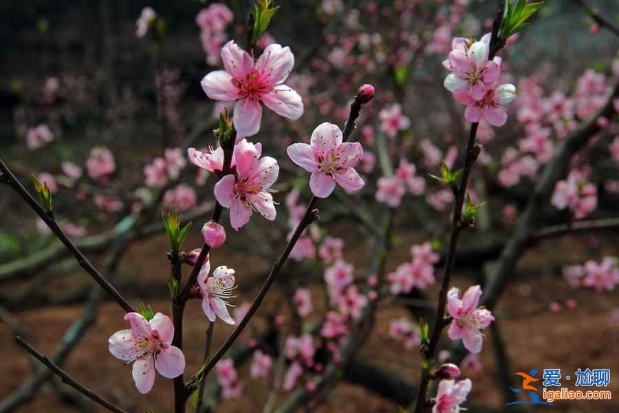 龍泉桃花溝在哪，龍泉桃花溝怎么去？