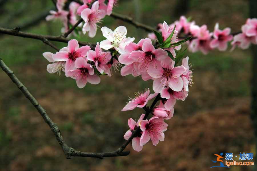 龍泉桃花溝在哪，龍泉桃花溝怎么去？