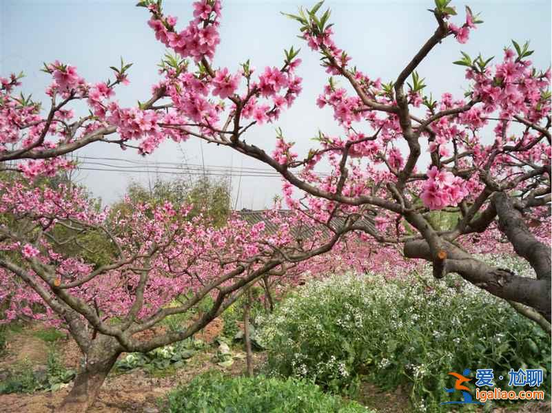 龍泉桃花溝在哪，龍泉桃花溝怎么去？