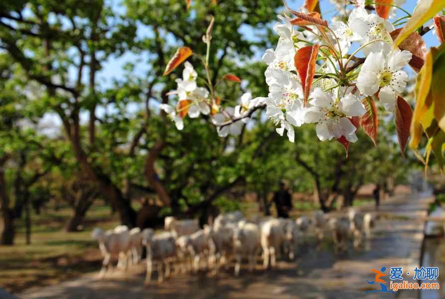 【清明節(jié)去甘肅】2018清明節(jié)甘肅旅游去哪好，清明節(jié)甘肅哪里好玩？
