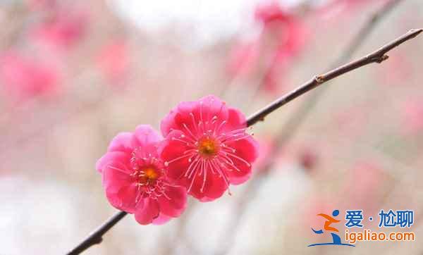 【林芝PK西湖】林芝桃花與西湖早春桃花哪個更好看？