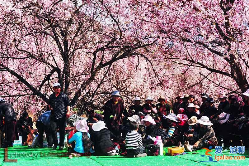 【林芝PK西湖】林芝桃花與西湖早春桃花哪個更好看？