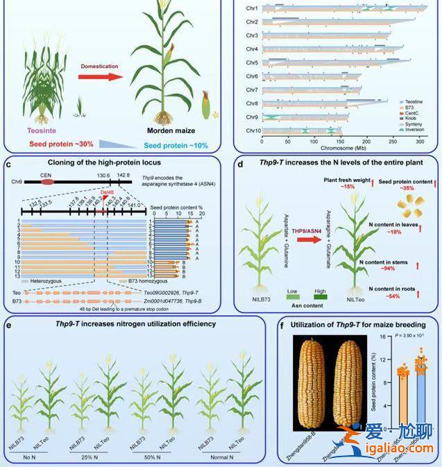 我國科學(xué)家成功克隆野生玉米高蛋白基因？