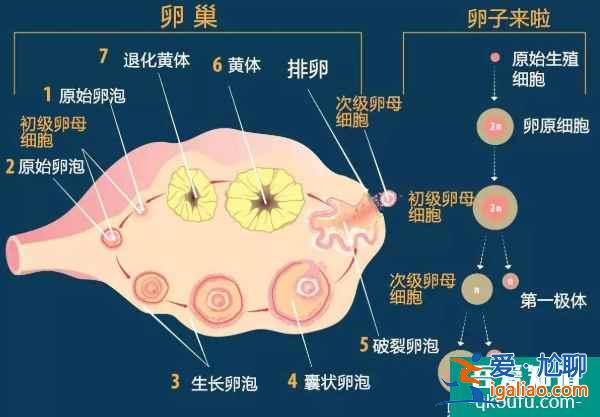 專家分享：大齡女性赴美做試管嬰兒，從四個(gè)方面提升好孕？